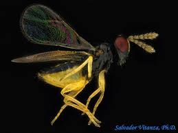 Image result for Xylopia odoratissima