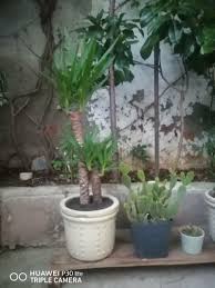 Image result for yucca gigantea en casa