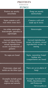 Difference Between Protists And Fungi Characteristics Classification Types Examples Protists Biology Facts Biology Notes