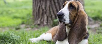 There are 1665 basset hound puppy for sale on etsy, and they cost $16.35 on average. Basset Hound Puppies For Sale Greenfield Puppies
