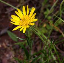 Image result for Berkheya zeyheri