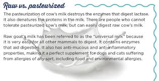 In children's stories, it always seems to be a match made in heaven. Goat Milk Why It S So Good For Your Dog Or Cat Animal Wellness Magazine