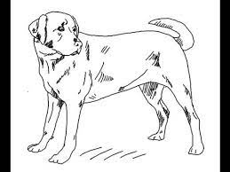 Black labrador retriever love my dog saying quotes design drawing. How To Draw Labrador Retriever Dog Line Art Youtube