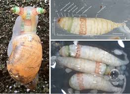 Parasite of the Day: Leucochloridium passeri