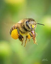 This is a huge attractant for honey bees as it concentrates an abundant food source for the bees within a limited space. How Do Bees Find Nectar And Get It Into The Hive Allison S Apiaries