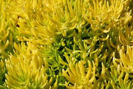 Although it is a very common indoor succulent, the plant is annual and will need replacement after its life cycle. Succulents University Of Florida Institute Of Food And Agricultural Sciences