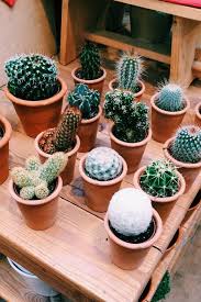Baby Cacti Baby Cactus Succulents Cactus Plants