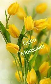 Good Morning Greetings Yellow Spring Flowers Tulips Images Yellow Flowers