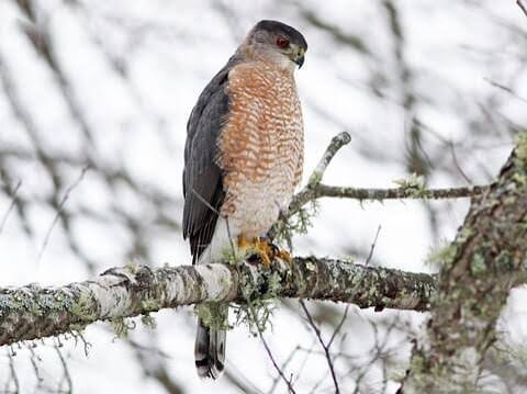 Cooper's Hawk Identification, All About Birds, Cornell Lab of Ornithology