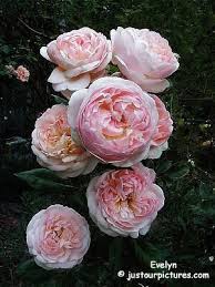 It forms an attractive, neat and compact plant which produces many basal shoots that have the advantage of having few thorns. Pin On Rose Garden Dreams