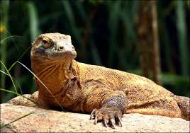 Komodo Dragon Varanus Komodoensis The Komodo Dragon Is The World S Heaviest Lizard It Has Gray Scaly Skin A Poin Animales Dragon De Komodo Varan De Komodo