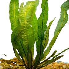 Image result for Aponogeton stuhlmannii