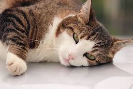 Free Image On Pixabay Cat Rest Concerns Portrait In 2020 Cats Free Cats Pets