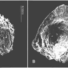 Image result for Gisekiaceae