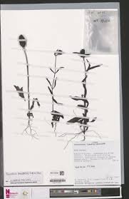 Image result for Buchnera leptostachya