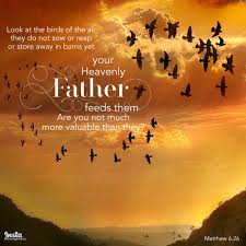 Look At The Birds Of The Air Verse Look At The Birds Of The Air They Do Not Sow Or Reap Or Store Away In Barns And Yet Your Heavenly Father Feeds Them Heavenly Father Heaven Verse Of
