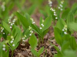 Lily Of The Valley Plant Care Growing Guide