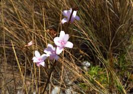 Image result for Polystachya dendrobiiflora