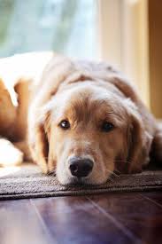 Golden Retriever Noble Loyal Companions Hunde Susseste Haustiere Coole Hunde