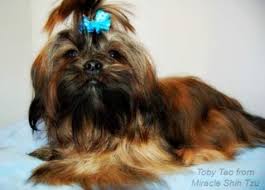 Shih Tzu Dog Black And Brown Brindle Shih Tzu Shih Tzu Puppy Shih Tzu Puppies
