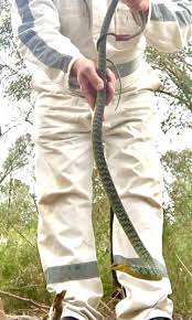 Cessnock District Rescue Squad kept busy as snakes