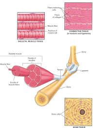 Structure and function of is the interlocking rotation of. Tendons And Bursae Bone Joint And Muscle Disorders Msd Manual Consumer Version