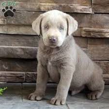 Silver lab puppies are friendly, lovely, sprightly, and cuddly to boot. Silver Labrador Retriever Puppies For Sale Greenfield Puppies