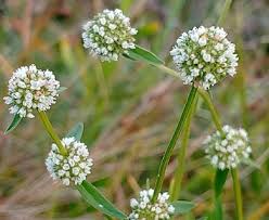 Image result for Spermacoce kirkii