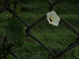 Image result for Xenostegia alatipes