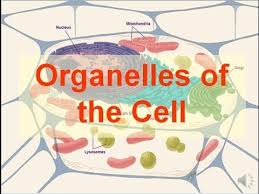 Maybe you would like to learn more about one of these? Organelles Of The Cell Updated Youtube