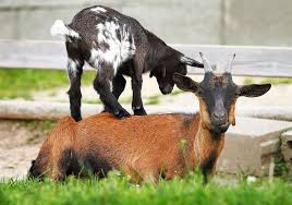 List of 1 best g.o.a.t. Goat Symbolism Meaning Totem Spirit Omens World Birds