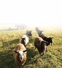 Wir vereinen auf dem jakobsberg das leben mit milchschafen und die traditionell handwerkliche herstellung hochwertiger. Jakobsberger Milchhandwerker Demeter Frischkase Jakobsberger Milchhandwerker
