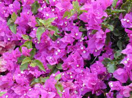 Bougainvillea Wikipedia