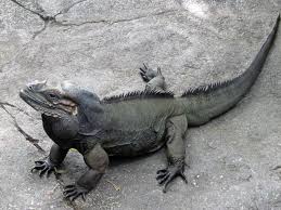 Iguana basking @kai9005r on ig. Iguana Rhino Are Rhino Iguanas Aggressive Rhino Rest