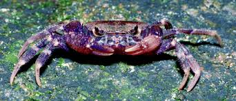 Despite its name, horseshoe crab is not a crab (it shares more similarities with spiders and scorpions than with crabs). Conservation First Strategic Planning To Save The Critically Endangered Singapore Freshwater Crab Johora Singaporensis Springerlink