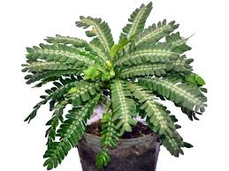 Image result for Biophytum