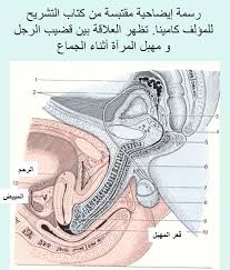 القضيب الطويل والقضيب الصغير وكيفيه استقبال المهبل لهما بالصور الصفحة 9 منتدى الحياة الزوجية دليل النساء المتزوجات الثقافة الزوجية والعائلية