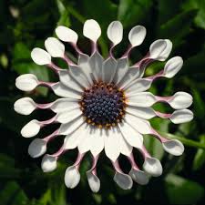 Image result for foto Osteospermum