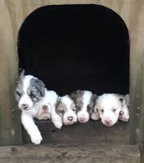 They offer both f1 and f1b bordoodle puppies, which have different percentages of border collie to standard poodle ratios. 2200 Two Litters Coming Fall 2021 Bordoodle Puppies