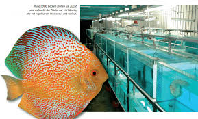 Fishtopia ilsfeld, zierfischzucht und naturaquaristik. Konig Der Diskus Fische My Fish Aus Freude An Der Aquaristik
