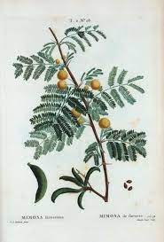 Mimosa Farnesiana Acacia Farnesiana Redoute Pierre Joseph Mimosa Botanical Flowers Flower Painting
