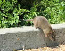 Homemade Natural Repellent For Mice Rats Jardins Jardinage Et Insectes