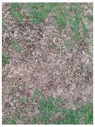 Difference between centipede grass, and st augustine grass: Dead Spots In Centipede Grass What To Do