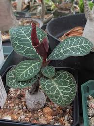 Image result for Monadenium pseudoracemosum