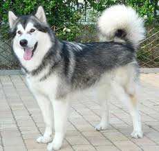  Types Of Dogs 30 Top Ranked Dog Breeds Pictures 2021 Malamute Dog Most Beautiful Dog Breeds Dog Breeds