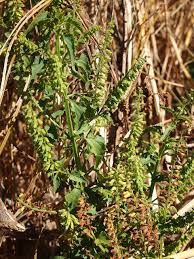 Image result for Basilicum polystachyon