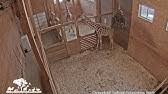 Available night and day, this high definition cam will let you get closer to the oliver and johari are the zoo's two teenage giraffes that share a pen. Johari Oliver Giraffe Cam Animal Adventure Park Youtube