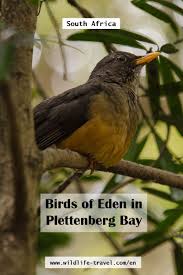 Birds Of Eden In Plettenberg Bay Help For Animals In South Africa 2 5 Wildlife Travel South Africa Animals South Africa Wildlife