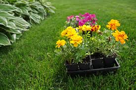 Violet or blue with yellow centers; Container Plants For Full Sun And Heat What Are My Options