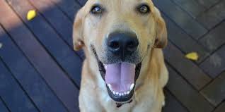 Check spelling or type a new query. Things To Know Before You Adopt A Rescue Dog